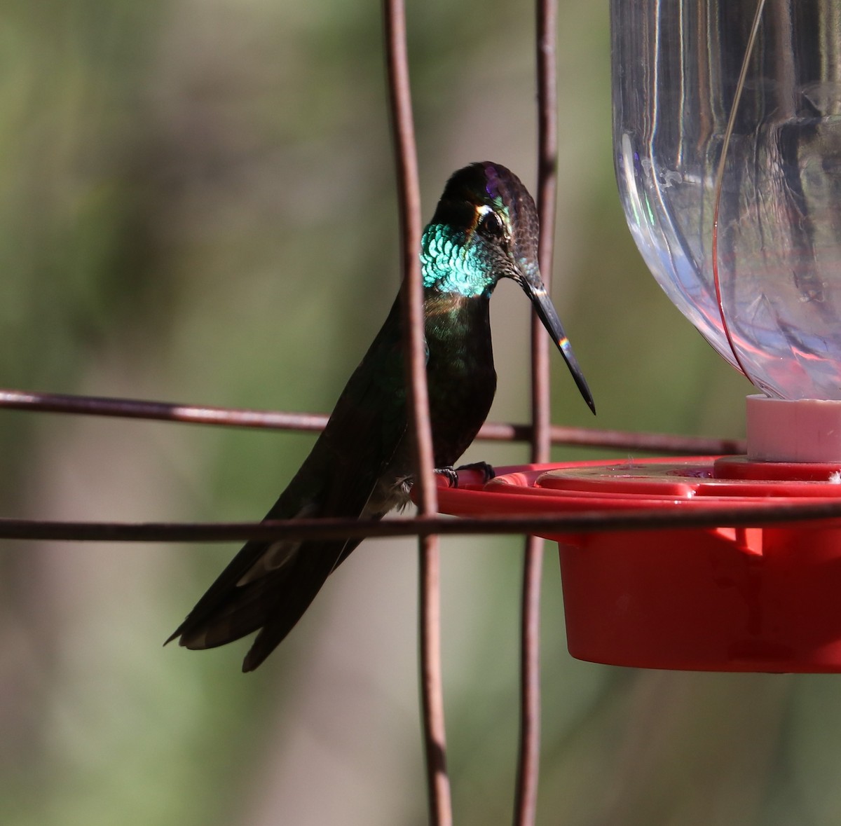 Rivoli's Hummingbird - Tim Murphy