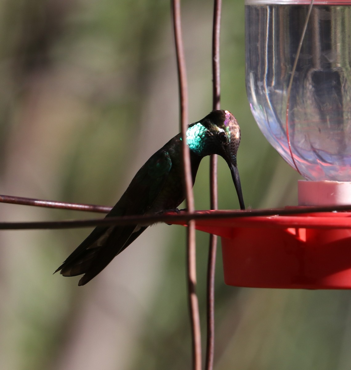 Rivoli's Hummingbird - Tim Murphy