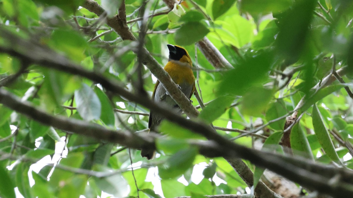 Black-faced Grosbeak - ML617953006