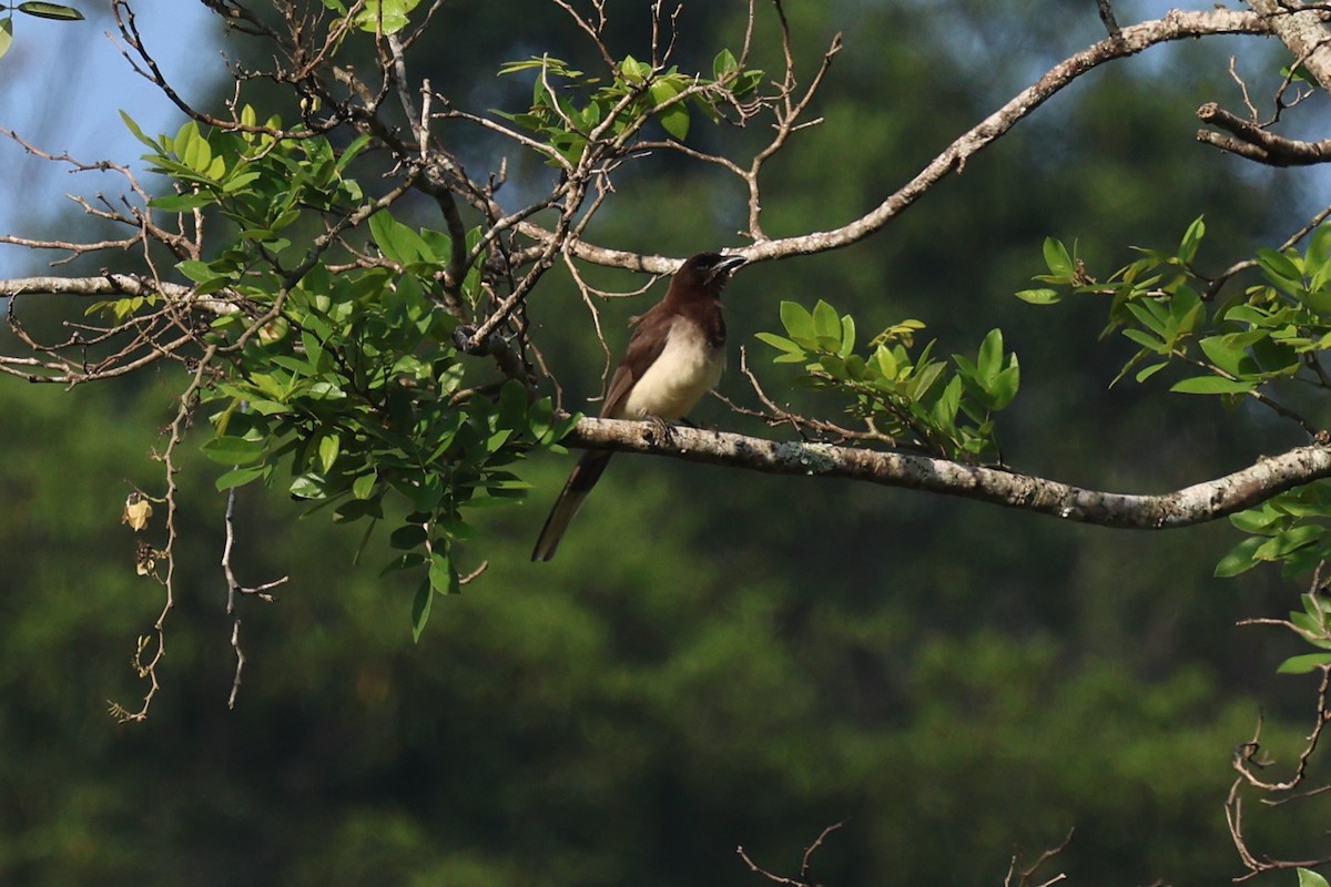 Brown Jay - ML617953013