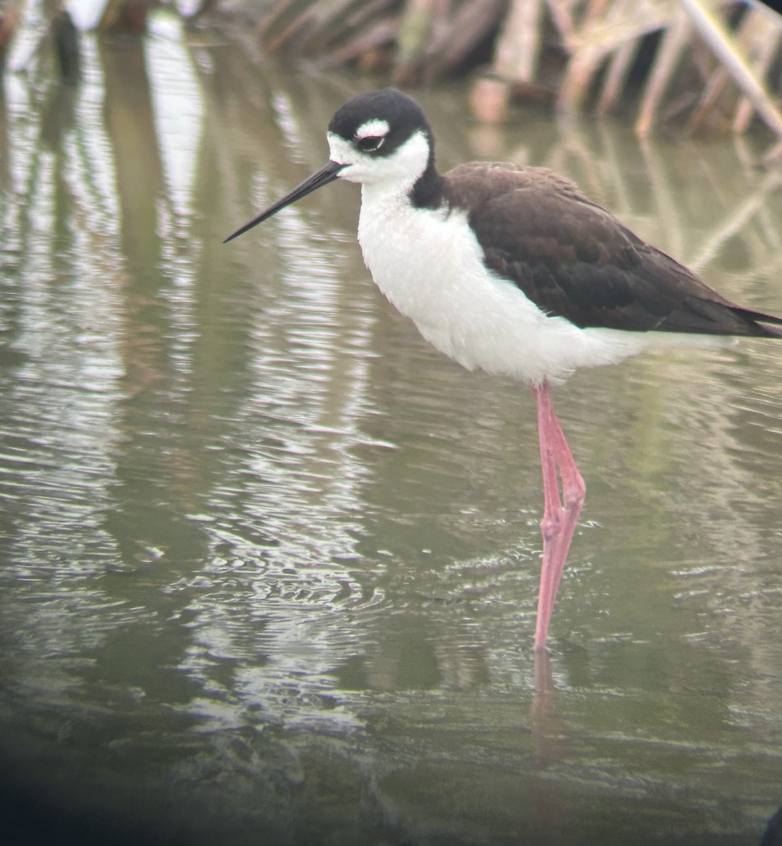 Black-necked Stilt - ML617953015