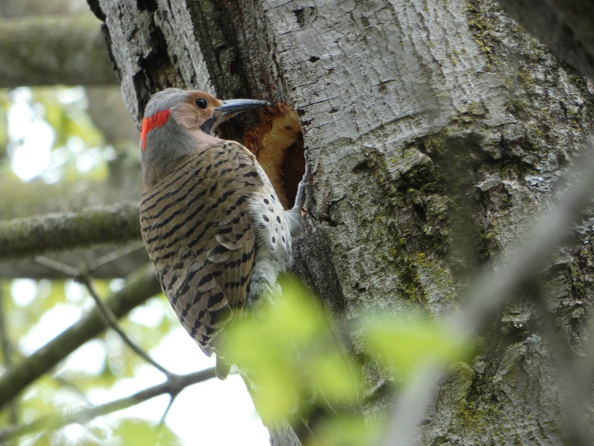 Northern Flicker - ML617953022