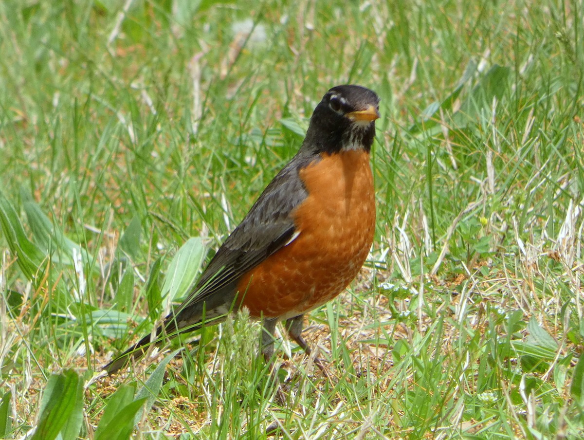 American Robin - ML617953051