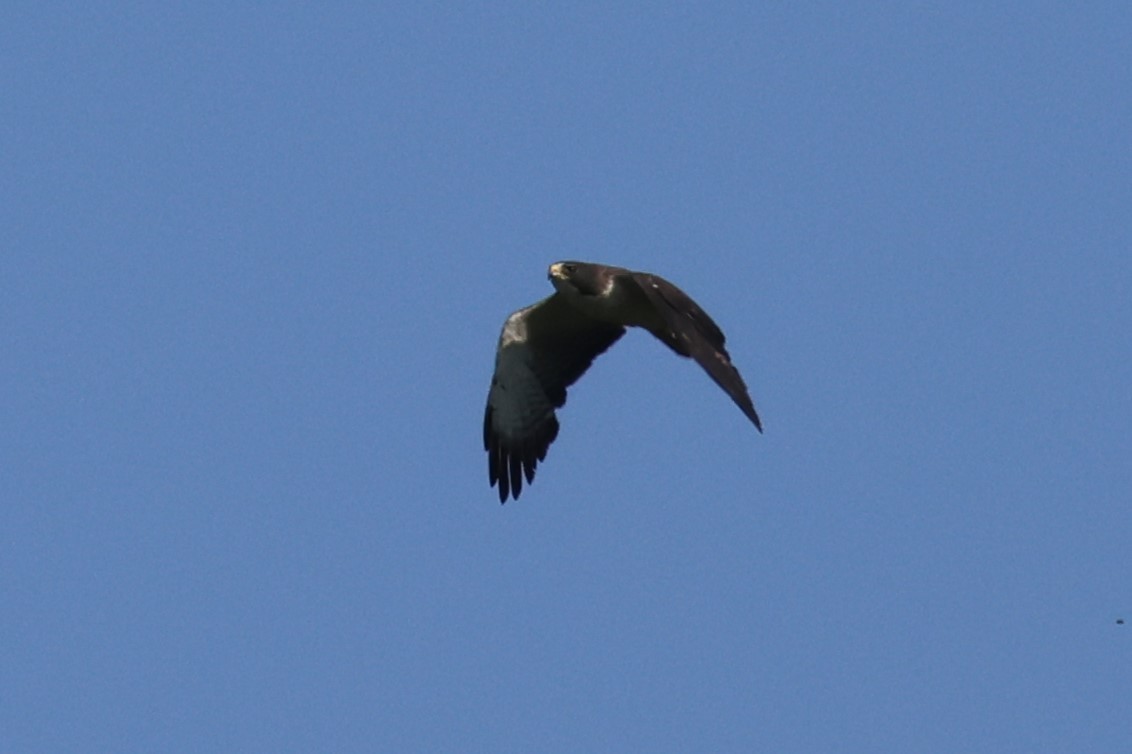 Short-tailed Hawk - ML617953071