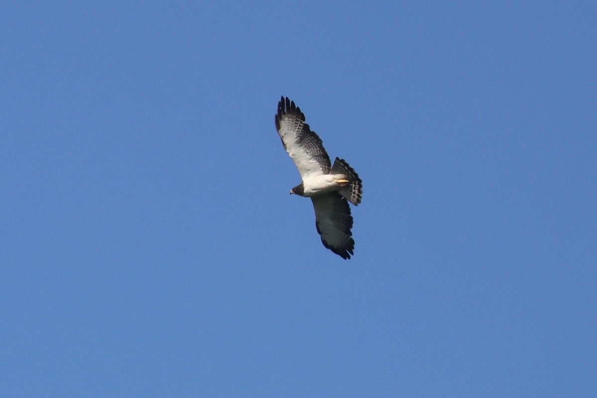 Short-tailed Hawk - ML617953072