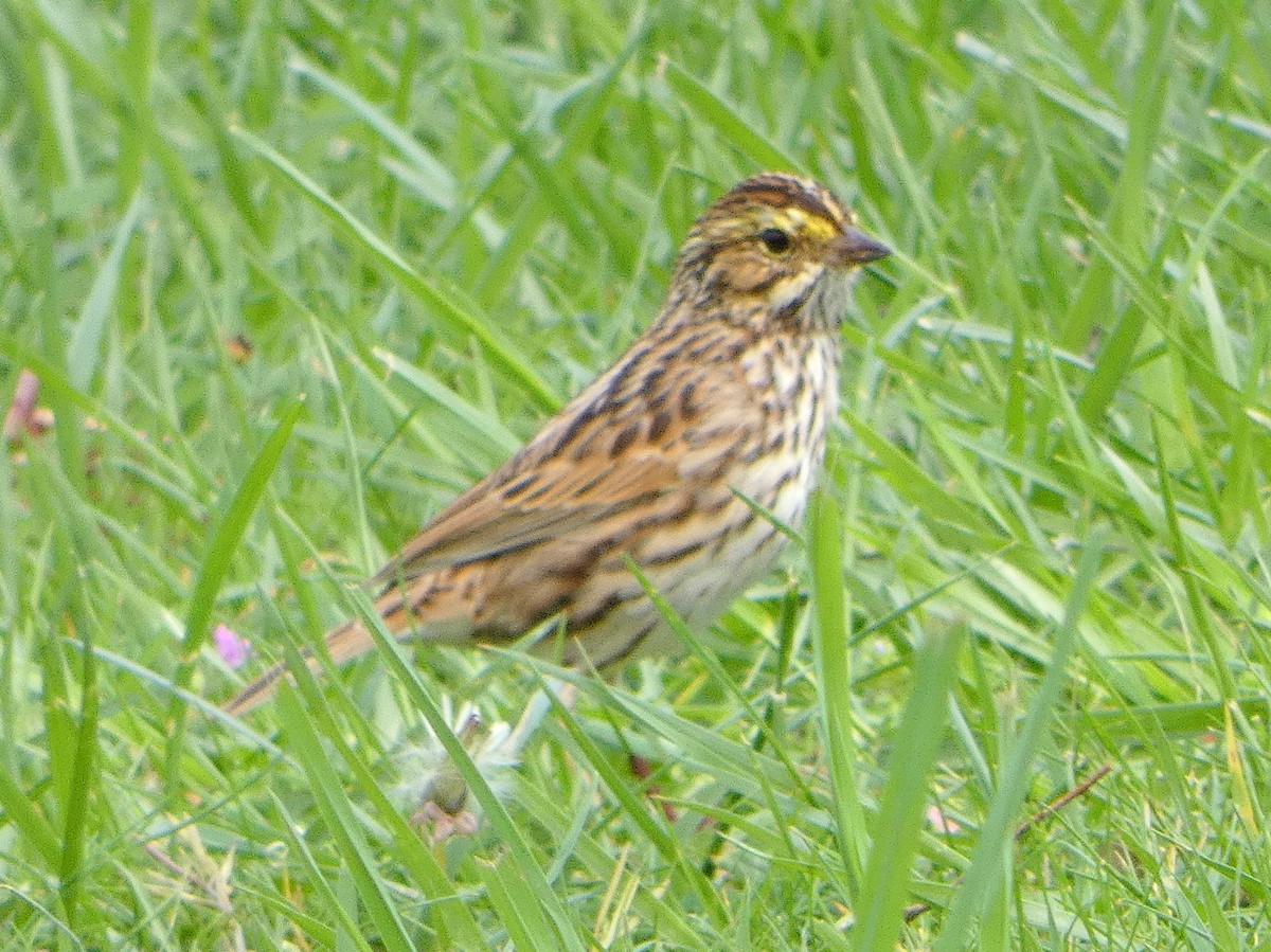 Savannah Sparrow - Tammy Thompson