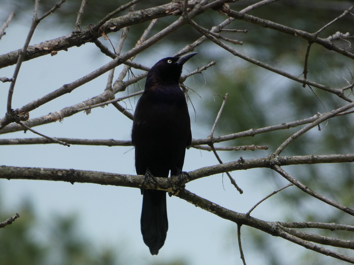 Common Grackle - ML617953087