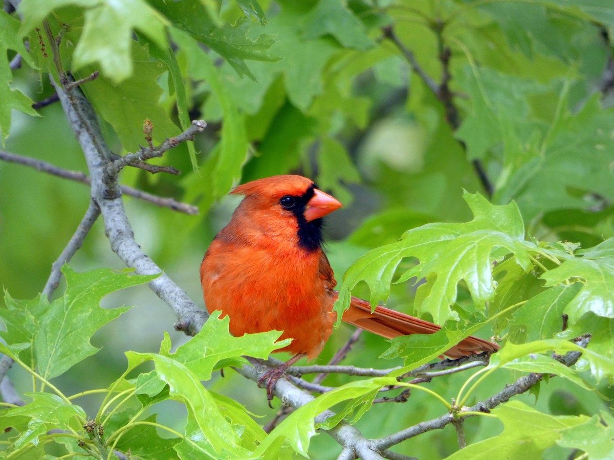 Cardinal rouge - ML617953093