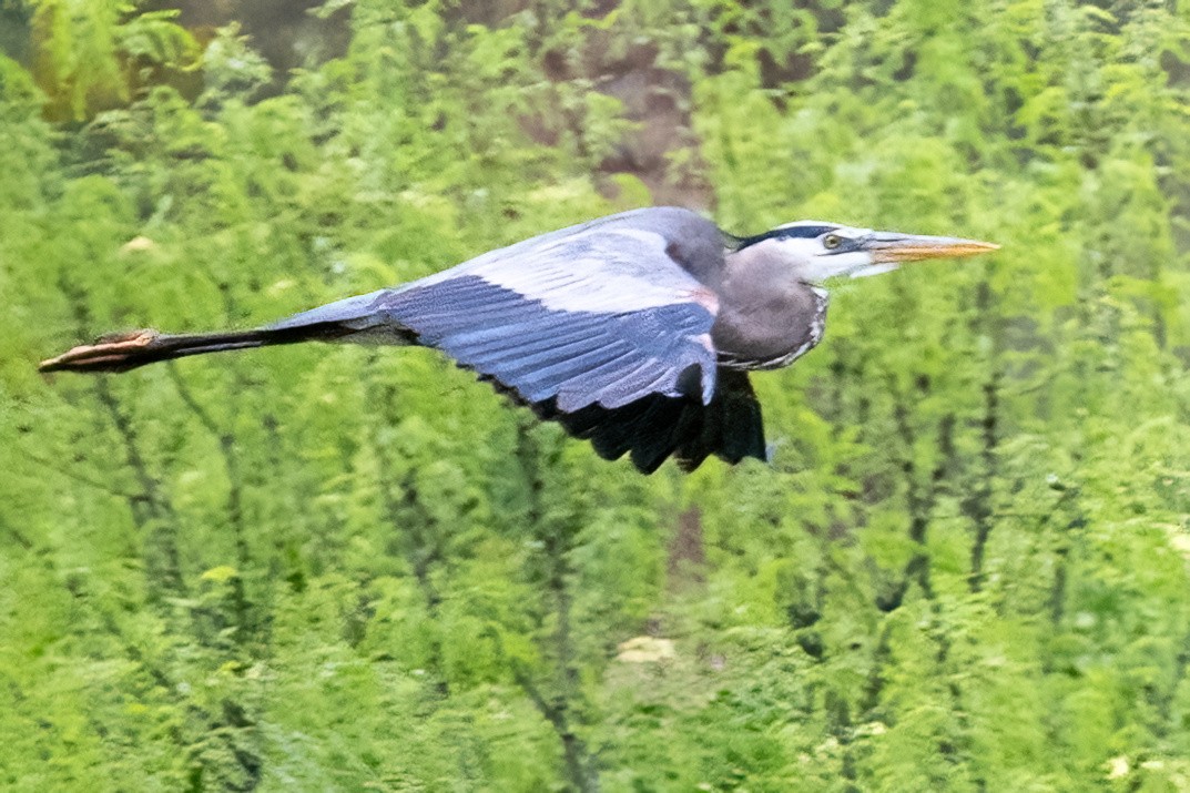 Garza Azulada - ML617953111