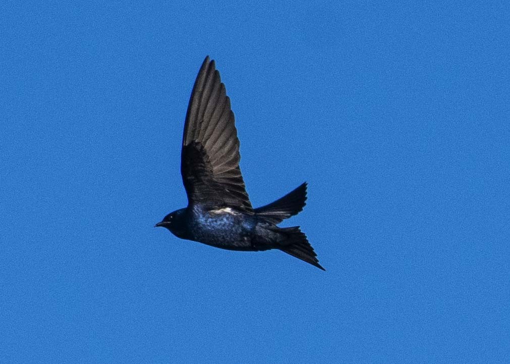 Purple Martin - Mark Morse