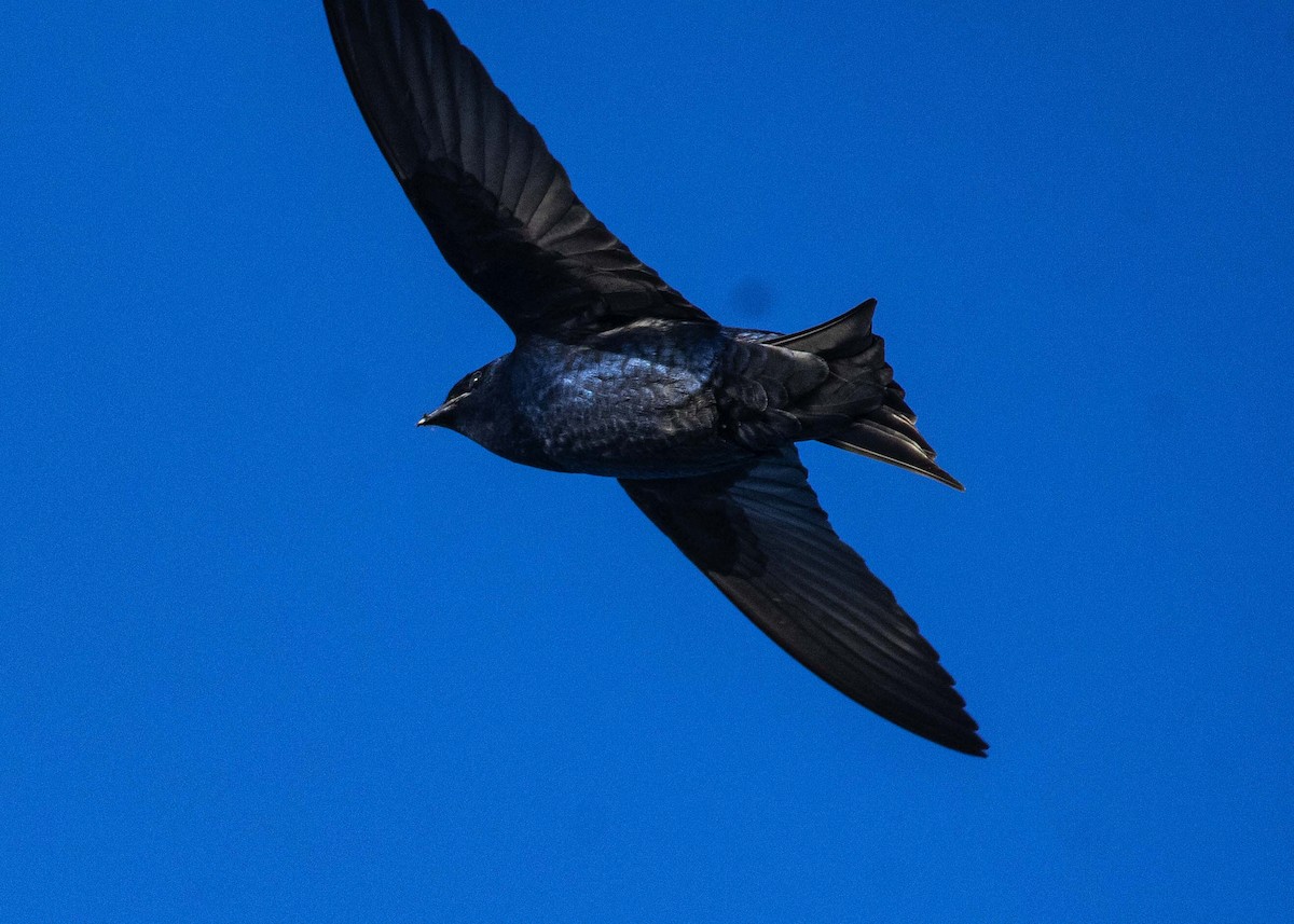 Purple Martin - ML617953147