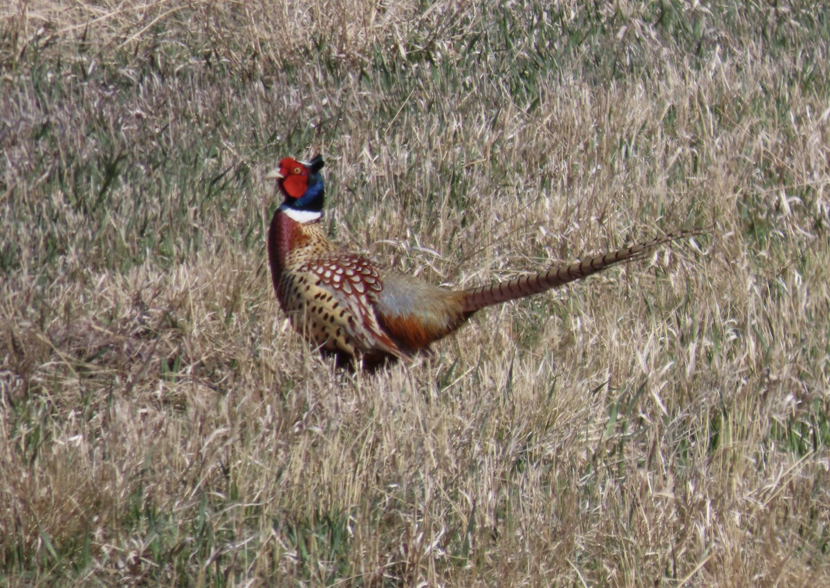 Ring-necked Pheasant - David Parratt