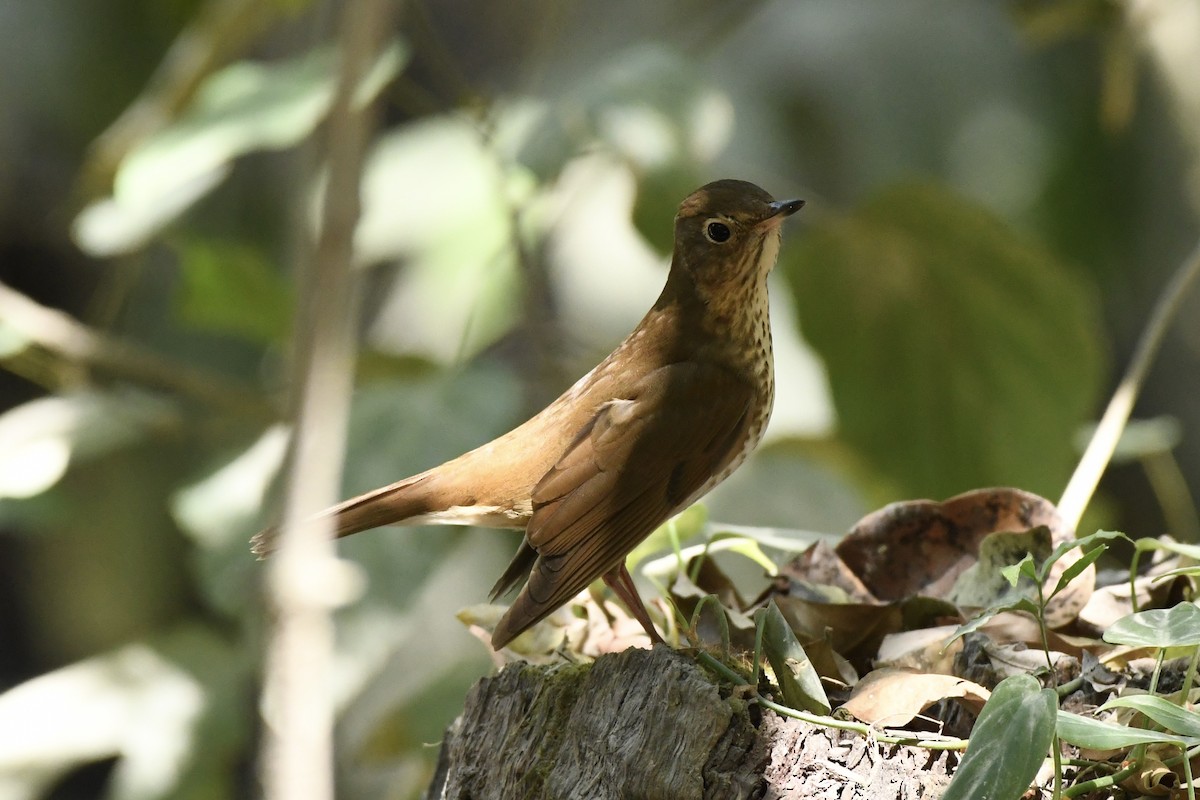 Hermit Thrush - L.Vidal Prado Paniagua