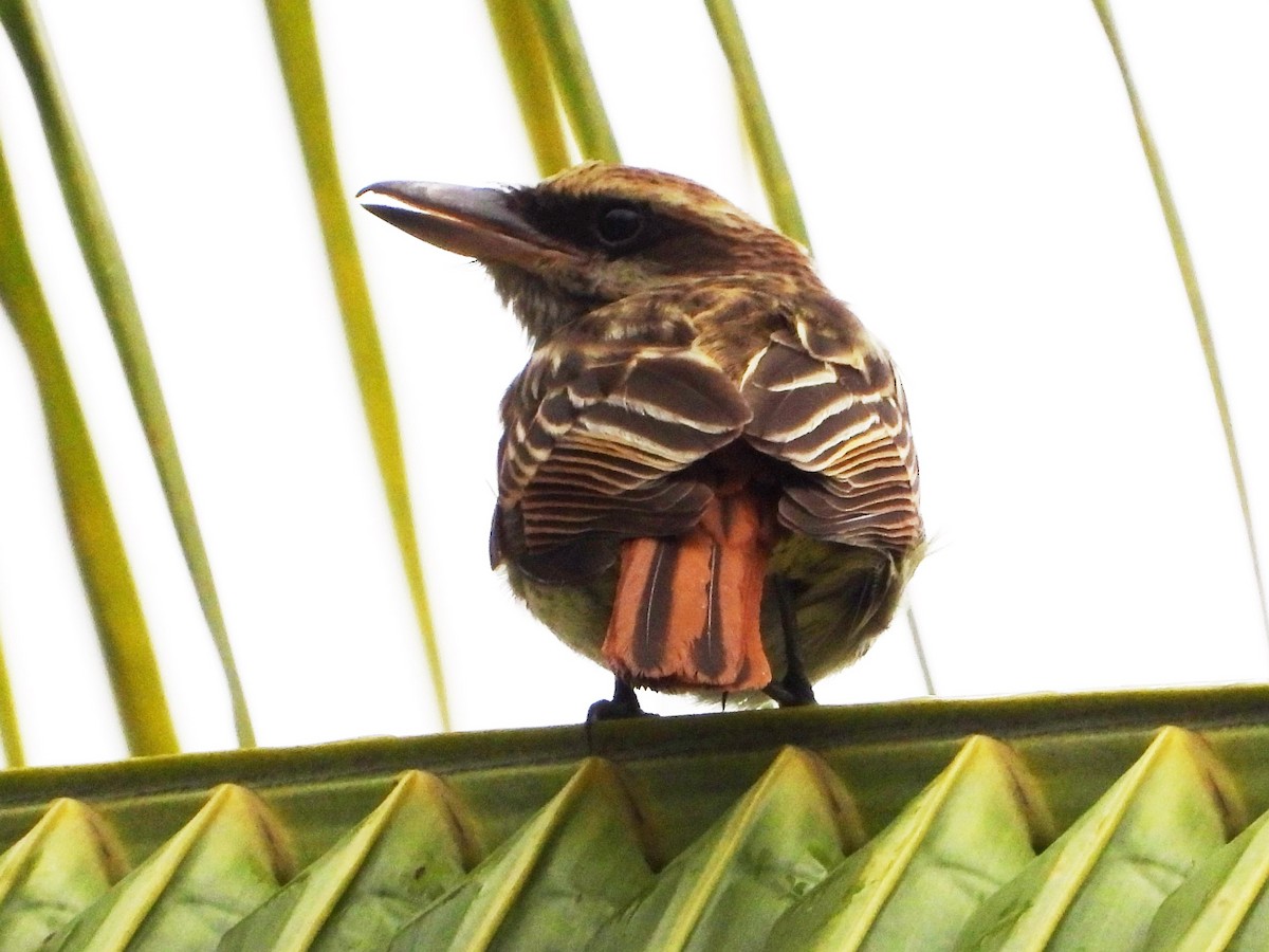 Streaked Flycatcher - Mary Leigh