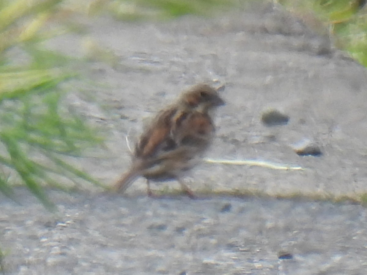 Chestnut-eared Bunting - ML617953168