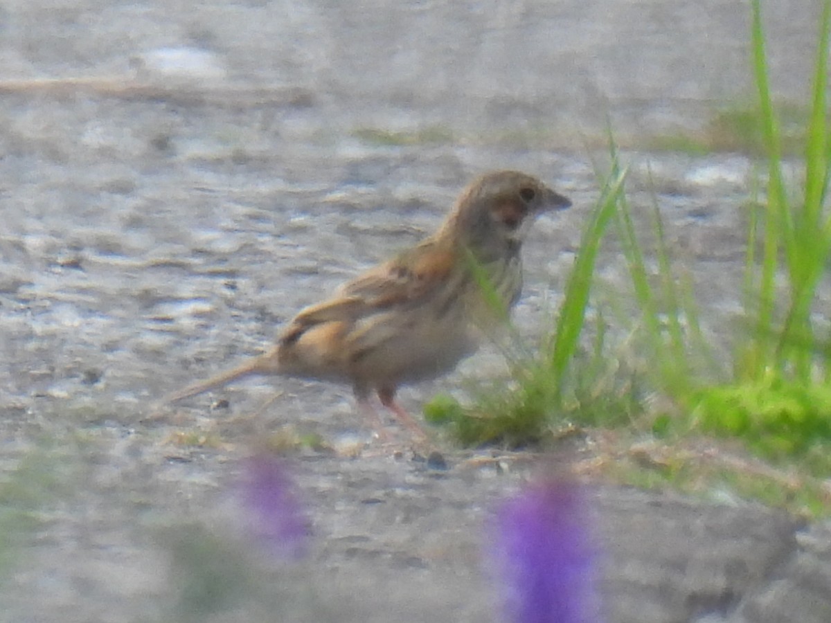 Chestnut-eared Bunting - Anonymous
