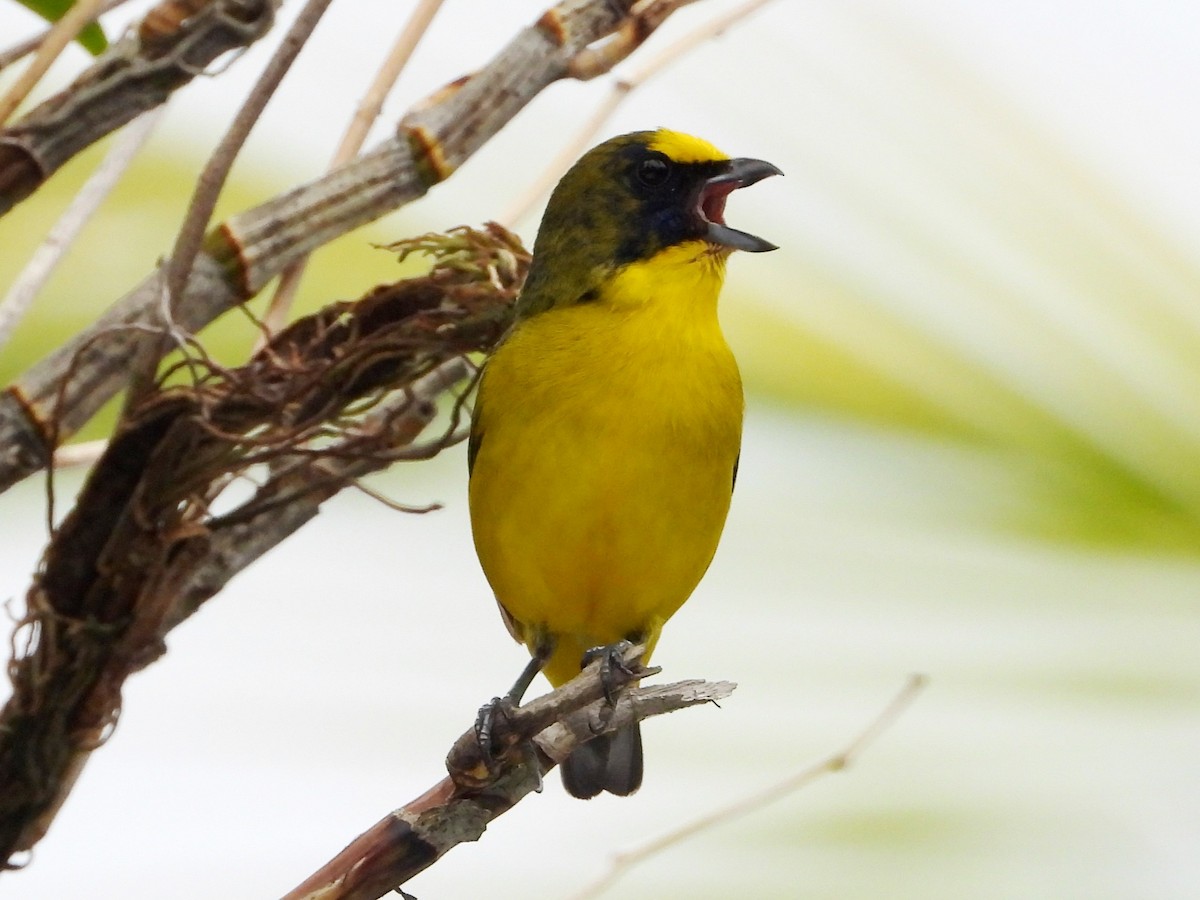 Thick-billed Euphonia - Mary Leigh