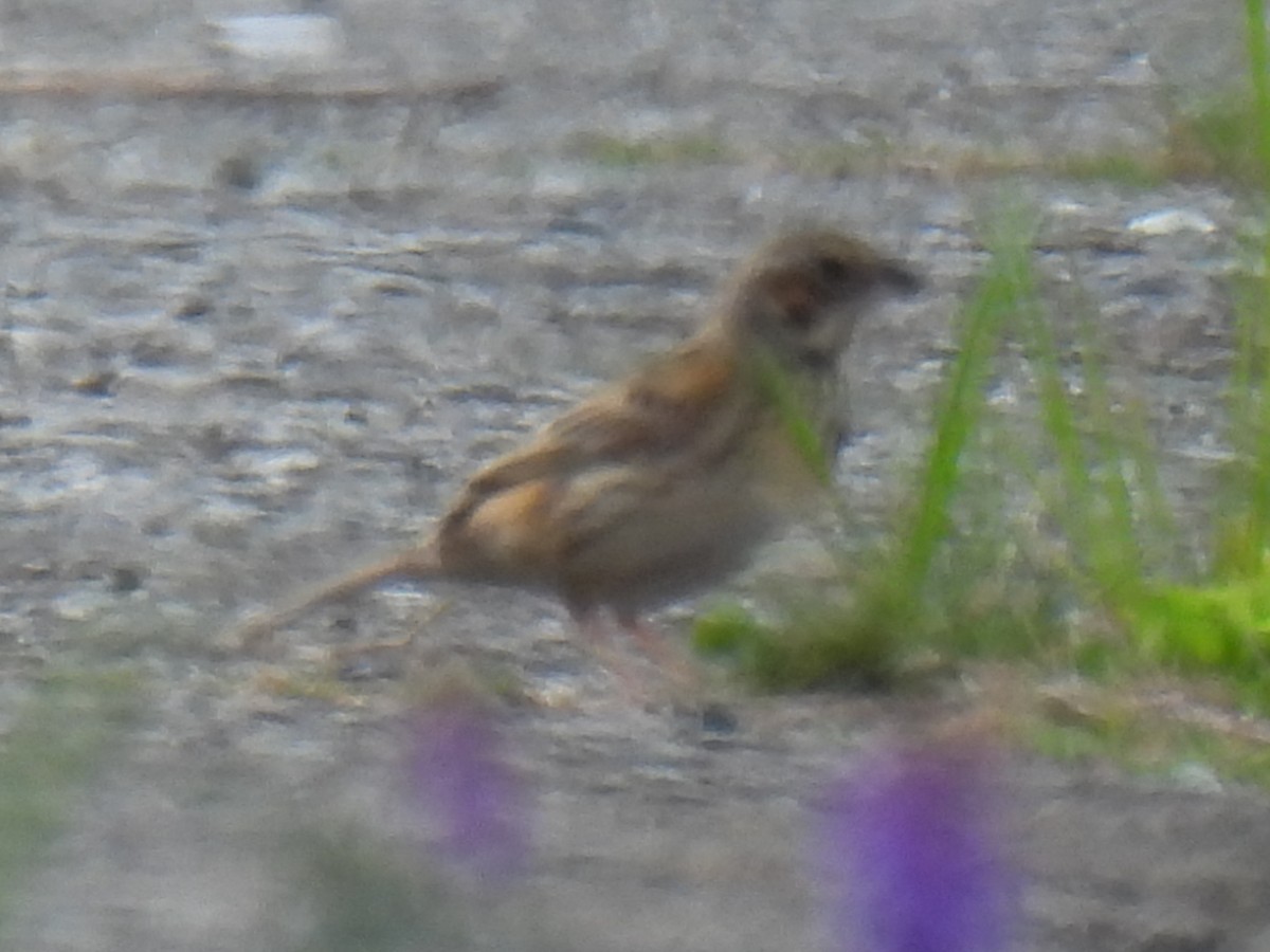 Chestnut-eared Bunting - Anonymous