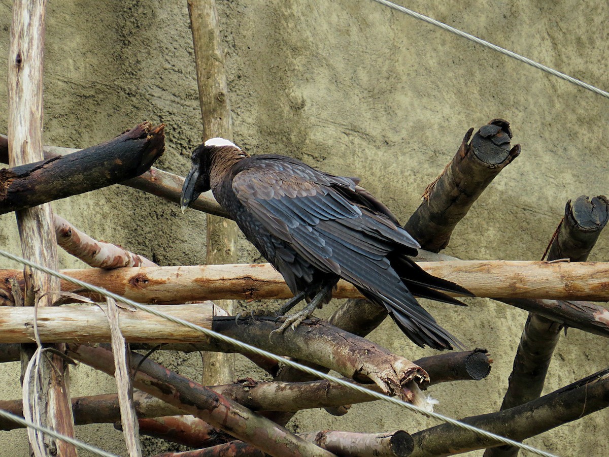 Thick-billed Raven - Andrew Cauldwell