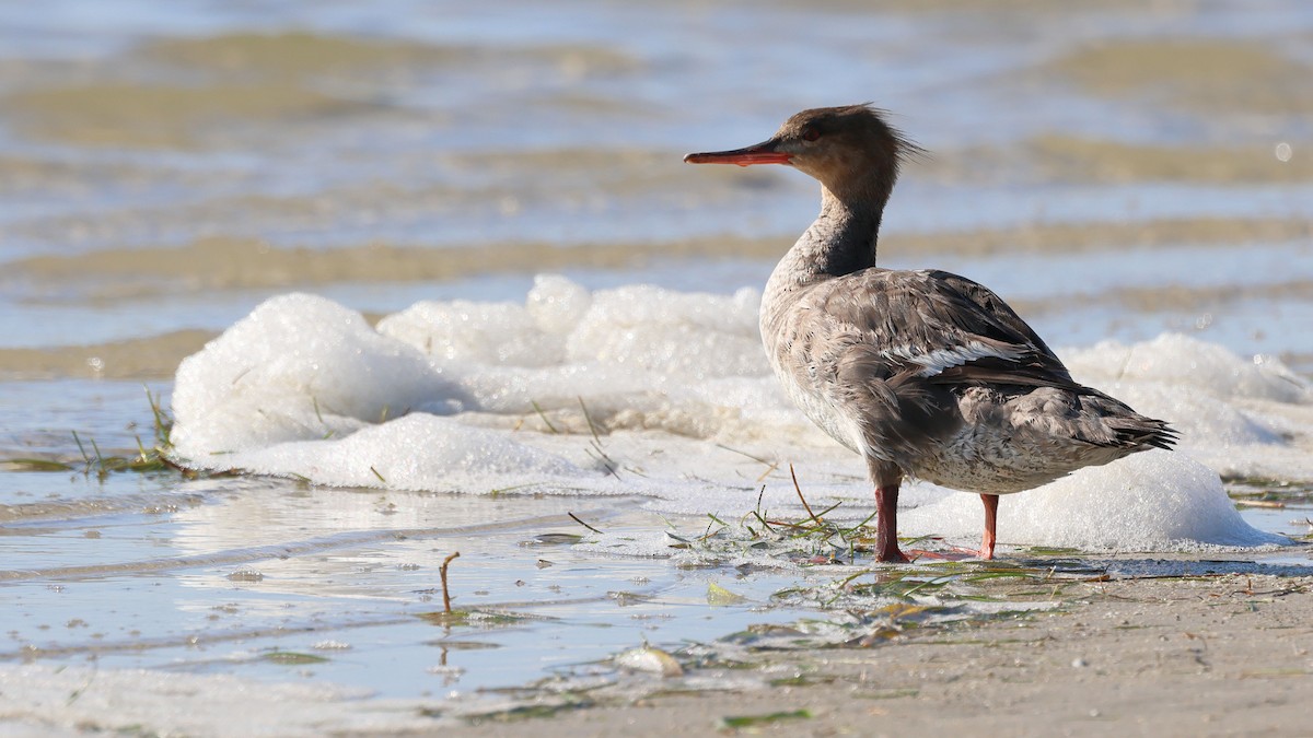 Red-breasted Merganser - ML617953186