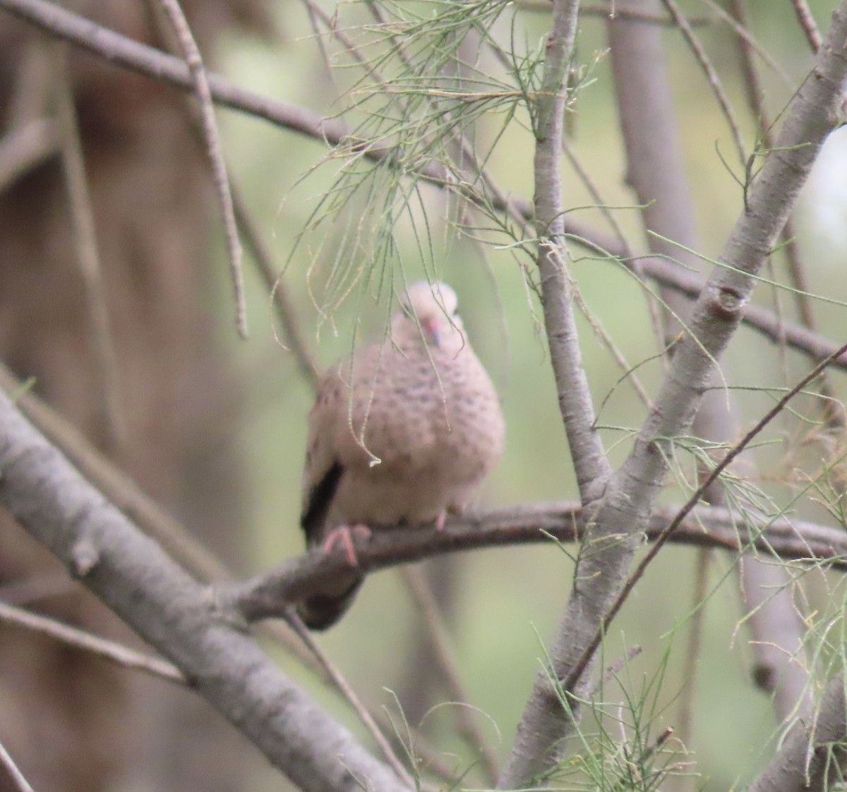 Common Ground Dove - ML617953207