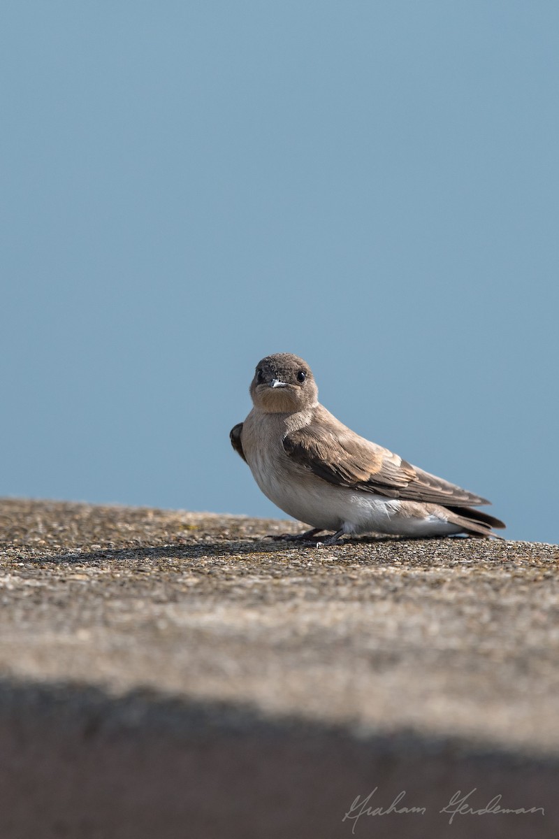 Northern Rough-winged Swallow - ML61795321