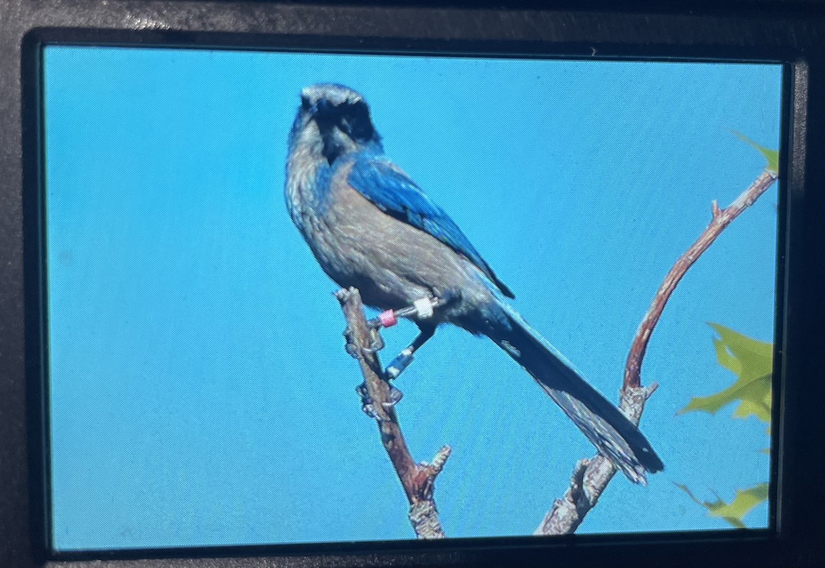 Florida Scrub-Jay - Janice Arey