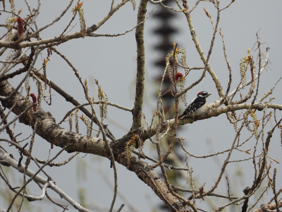 Downy Woodpecker - ML617953264