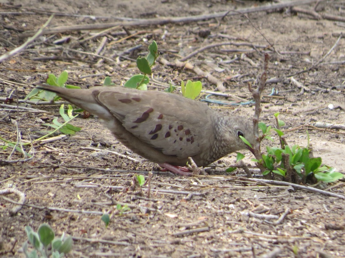 Common Ground Dove - ML617953267