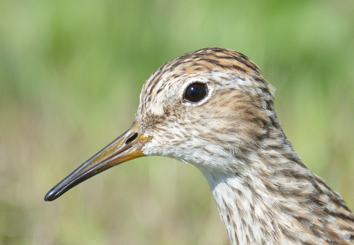 Graubrust-Strandläufer - ML617953317