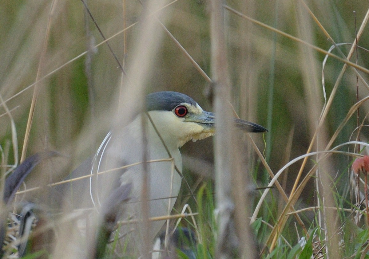 Black-crowned Night Heron - ML617953343