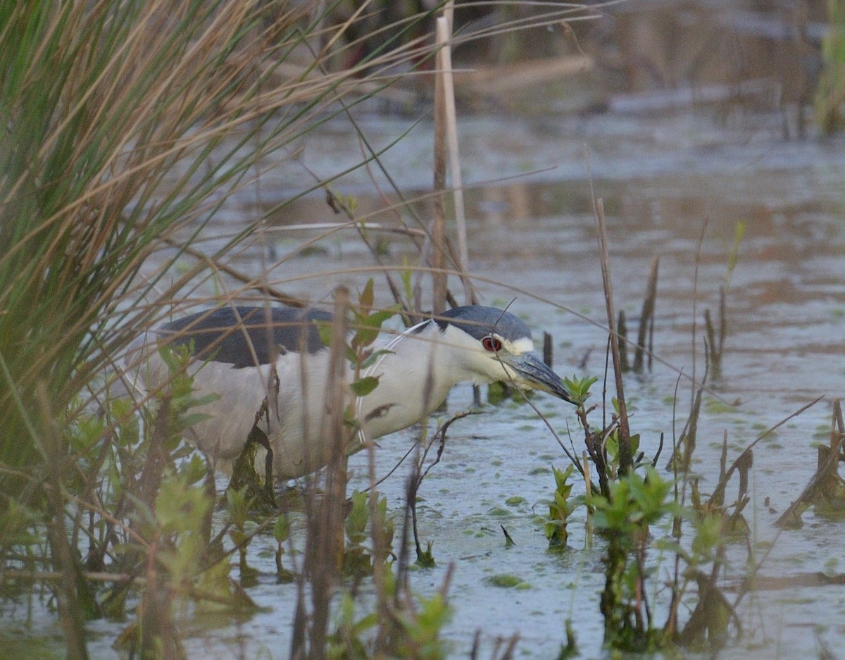 Black-crowned Night Heron - ML617953344