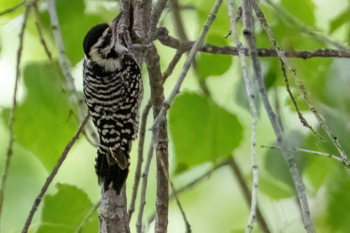 Ladder-backed Woodpecker - ML617953376