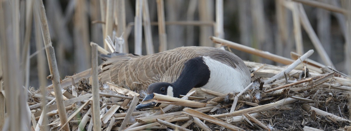 Canada Goose - ML617953386