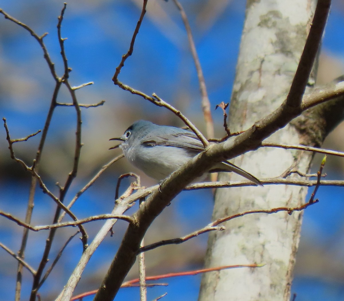Blue-gray Gnatcatcher - Barb lindenmuth
