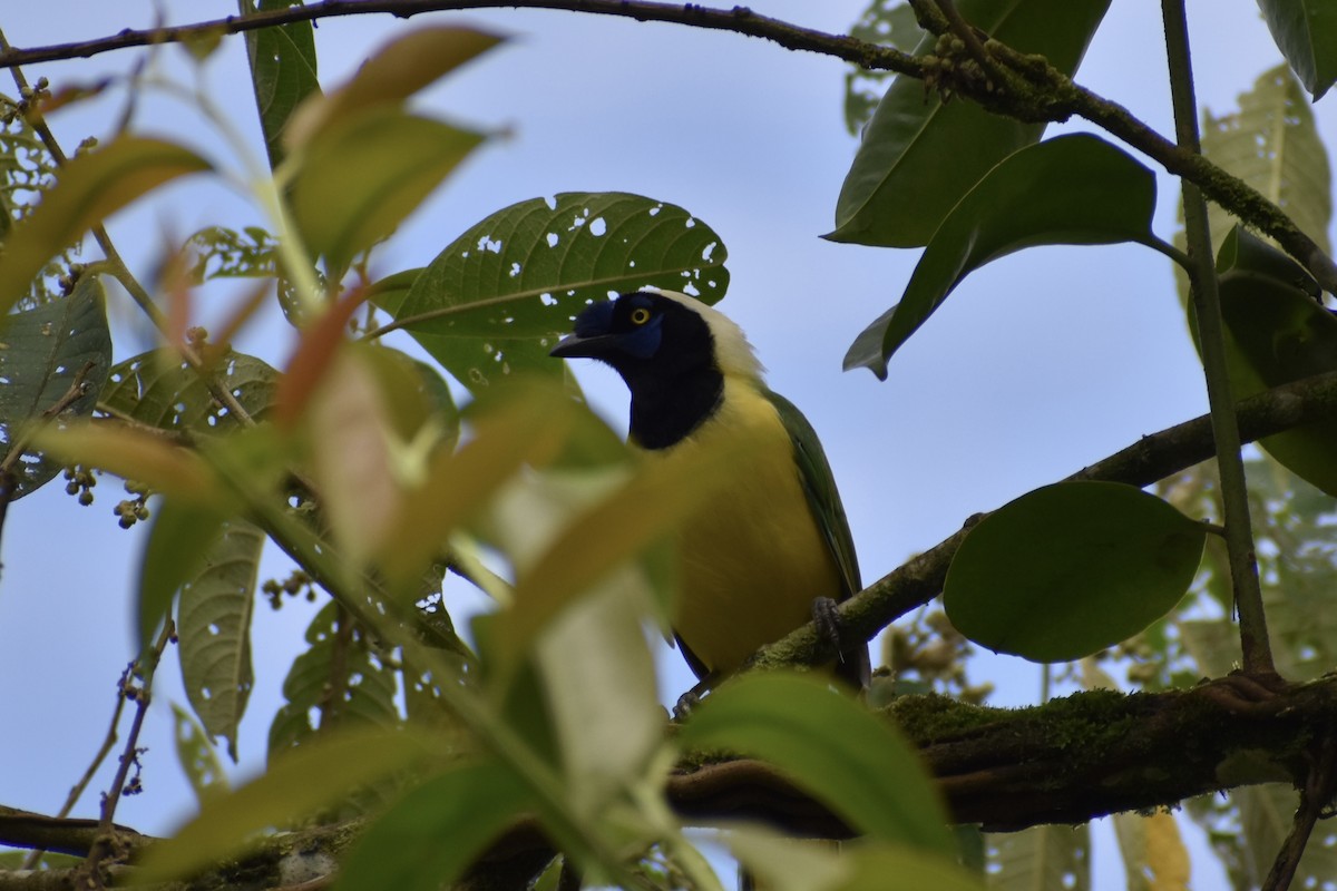 Green Jay (Inca) - Dennis Anderson