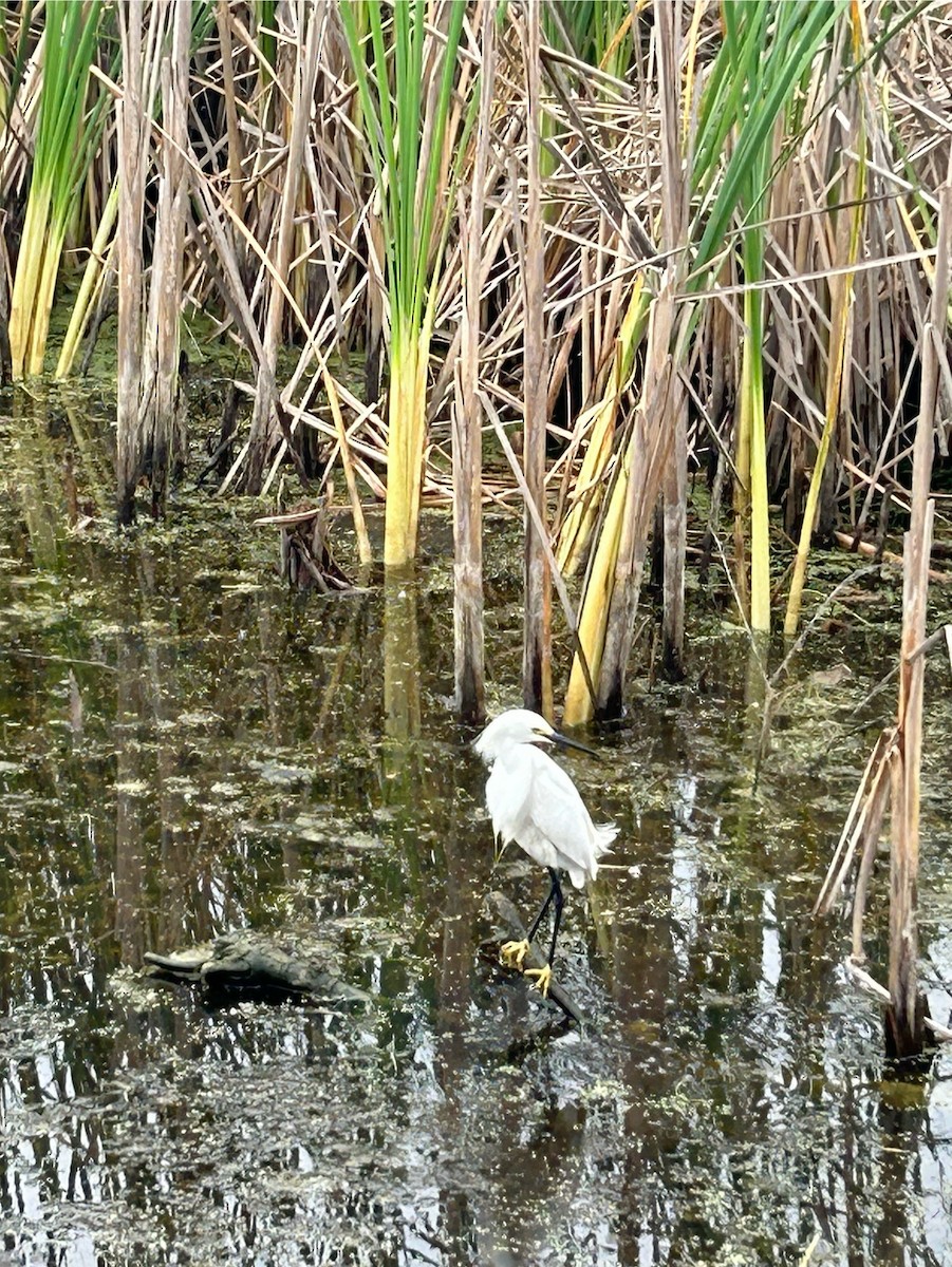 Snowy Egret - ML617953416