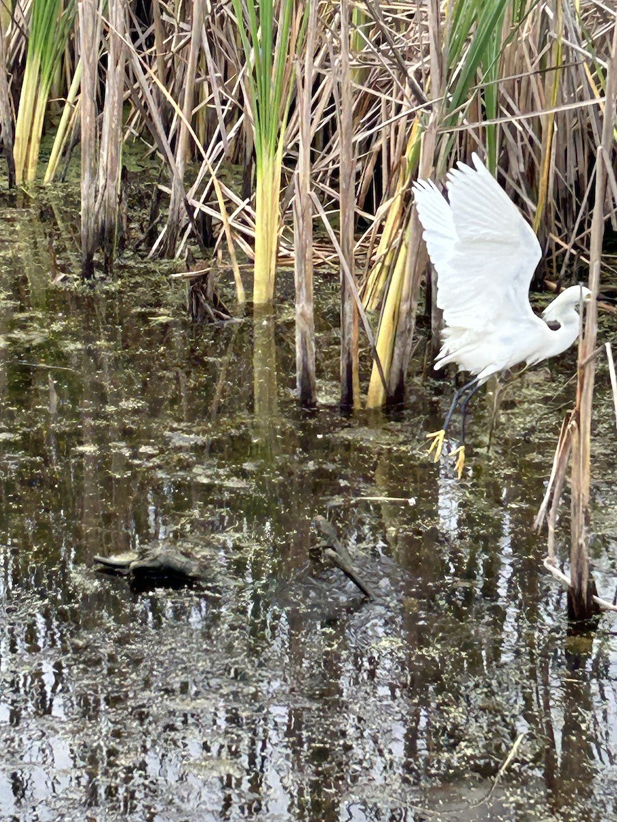 Snowy Egret - ML617953417