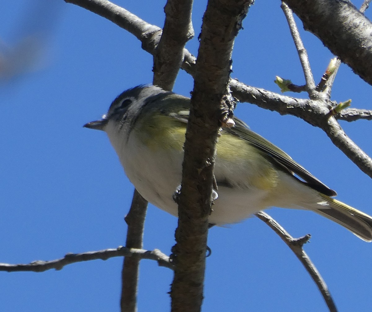 Blue-headed Vireo - D Sacks