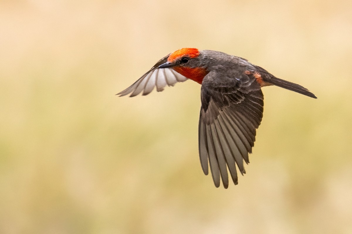 Vermilion Flycatcher - ML617953489