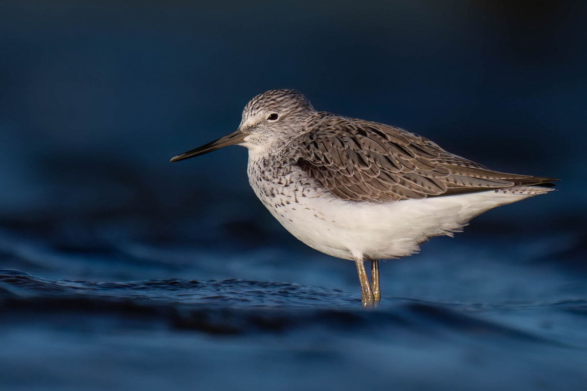 Common Greenshank - ML617953494