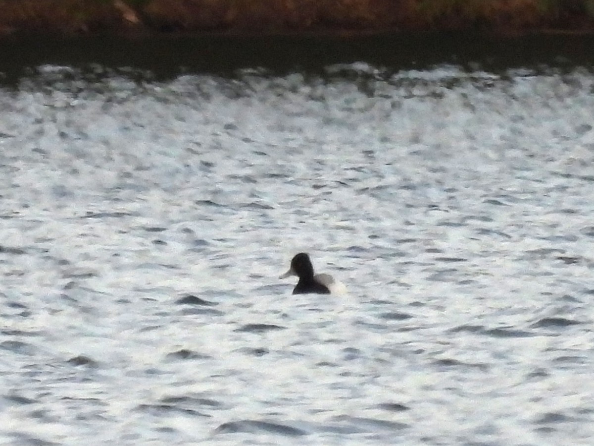 Lesser Scaup - Pat Whittle