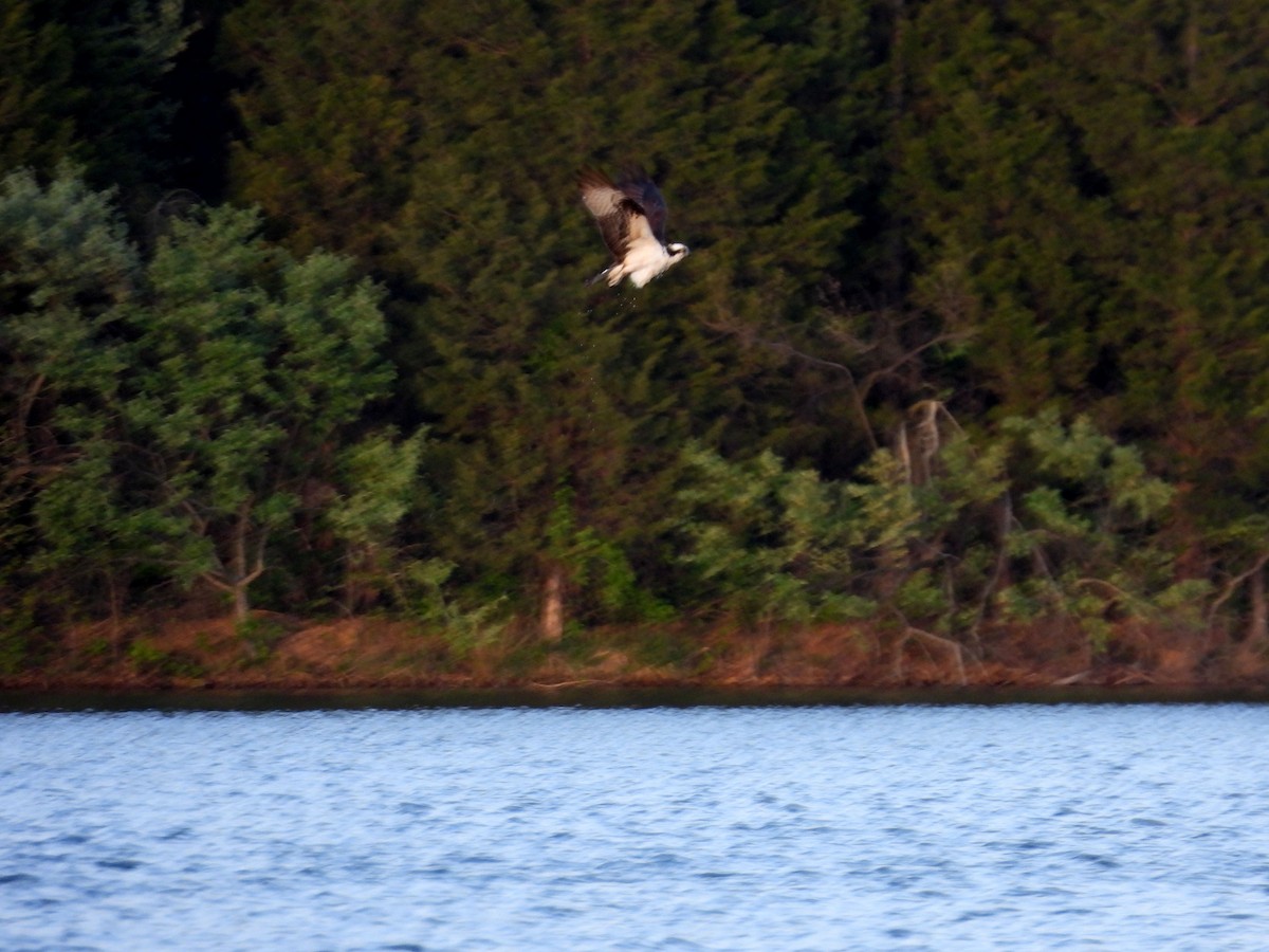 Águila Pescadora - ML617953516