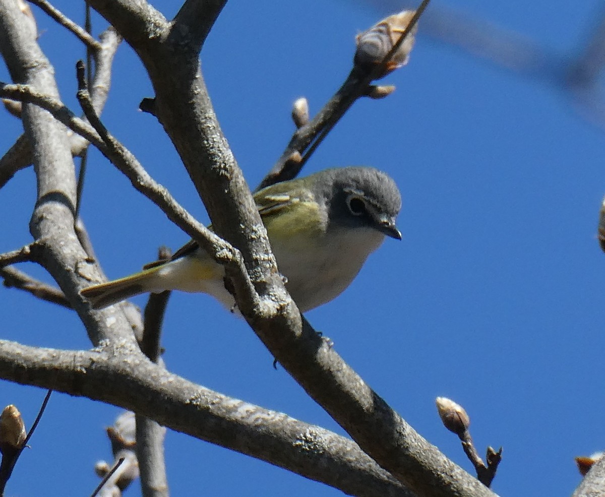 Blue-headed Vireo - D Sacks