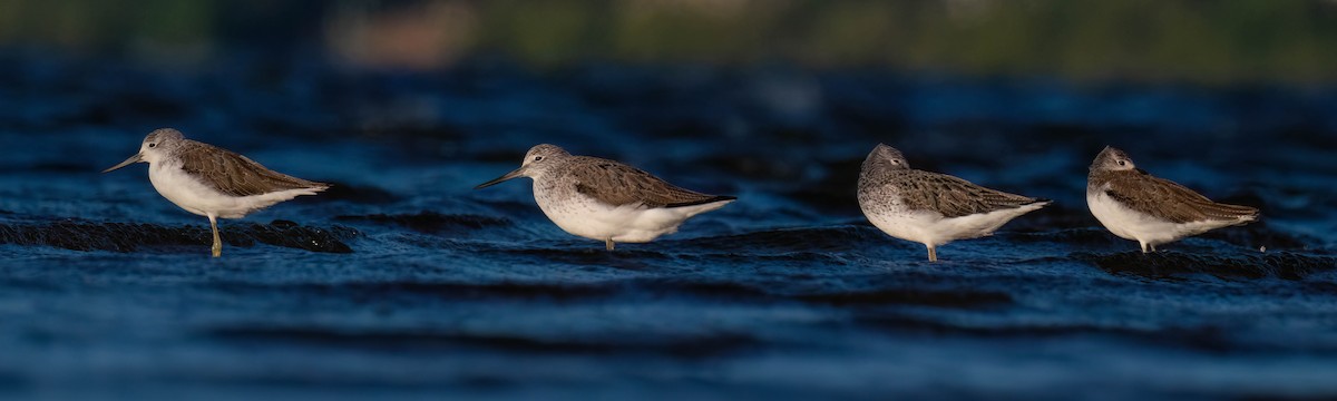 Common Greenshank - ML617953564