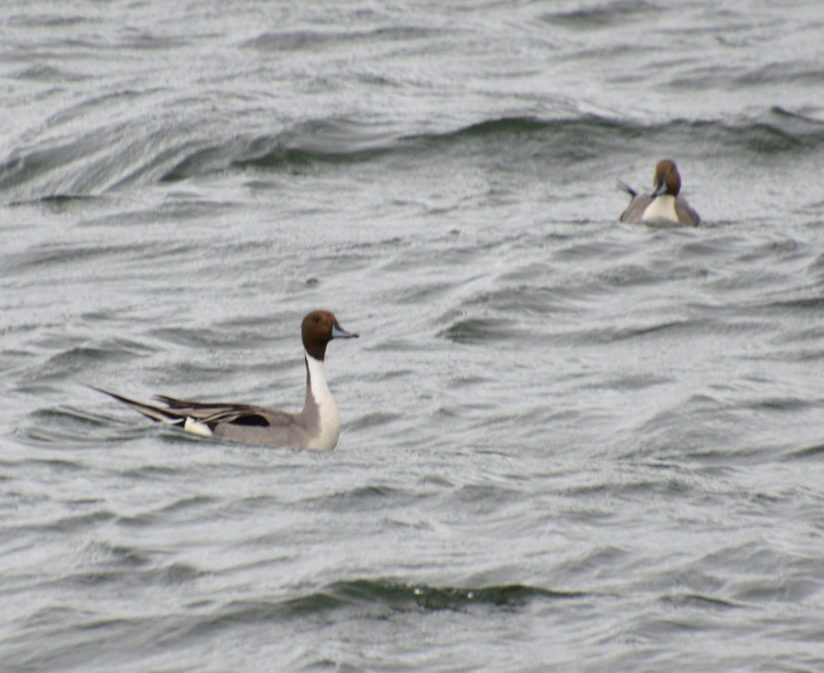 Northern Pintail - ML617953574