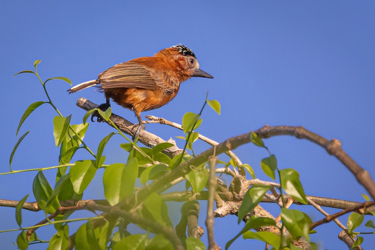 Chestnut Piculet - ML617953589