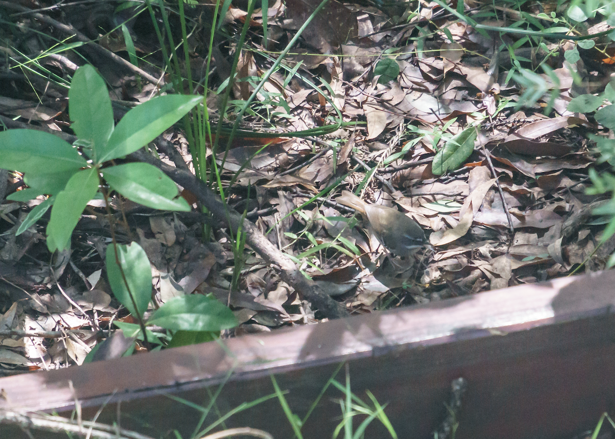 White-browed Scrubwren - Peta Thames