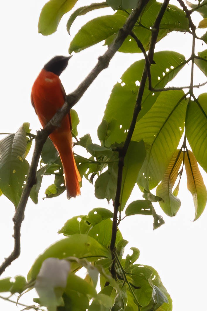 Scarlet Minivet - ML617953644