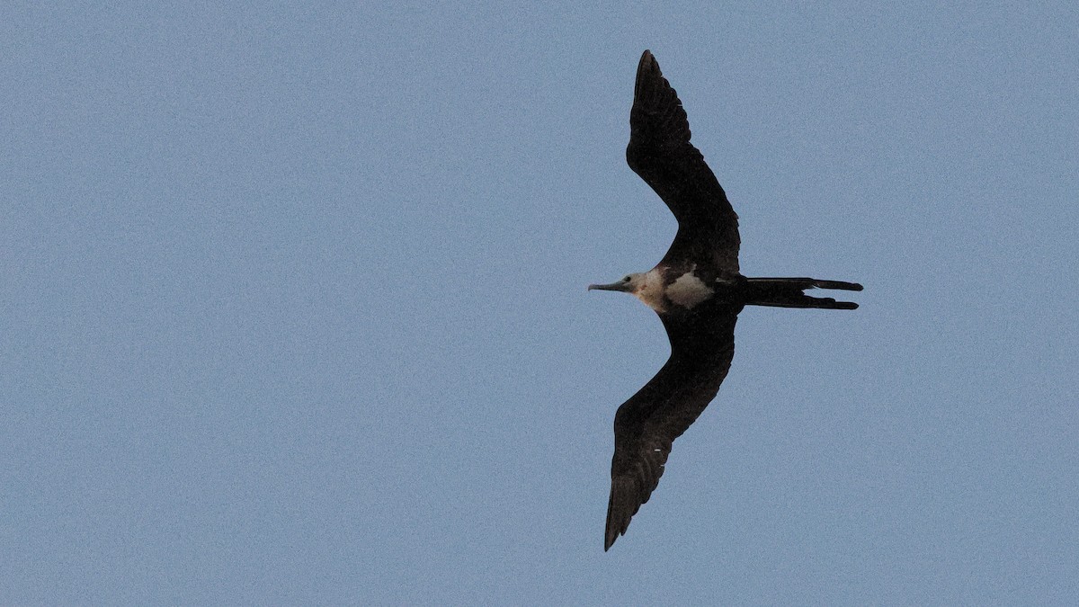 Magnificent Frigatebird - ML617953729